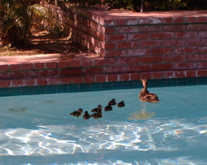 Seven ducklings hatched for Easter