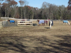 Horses outside today